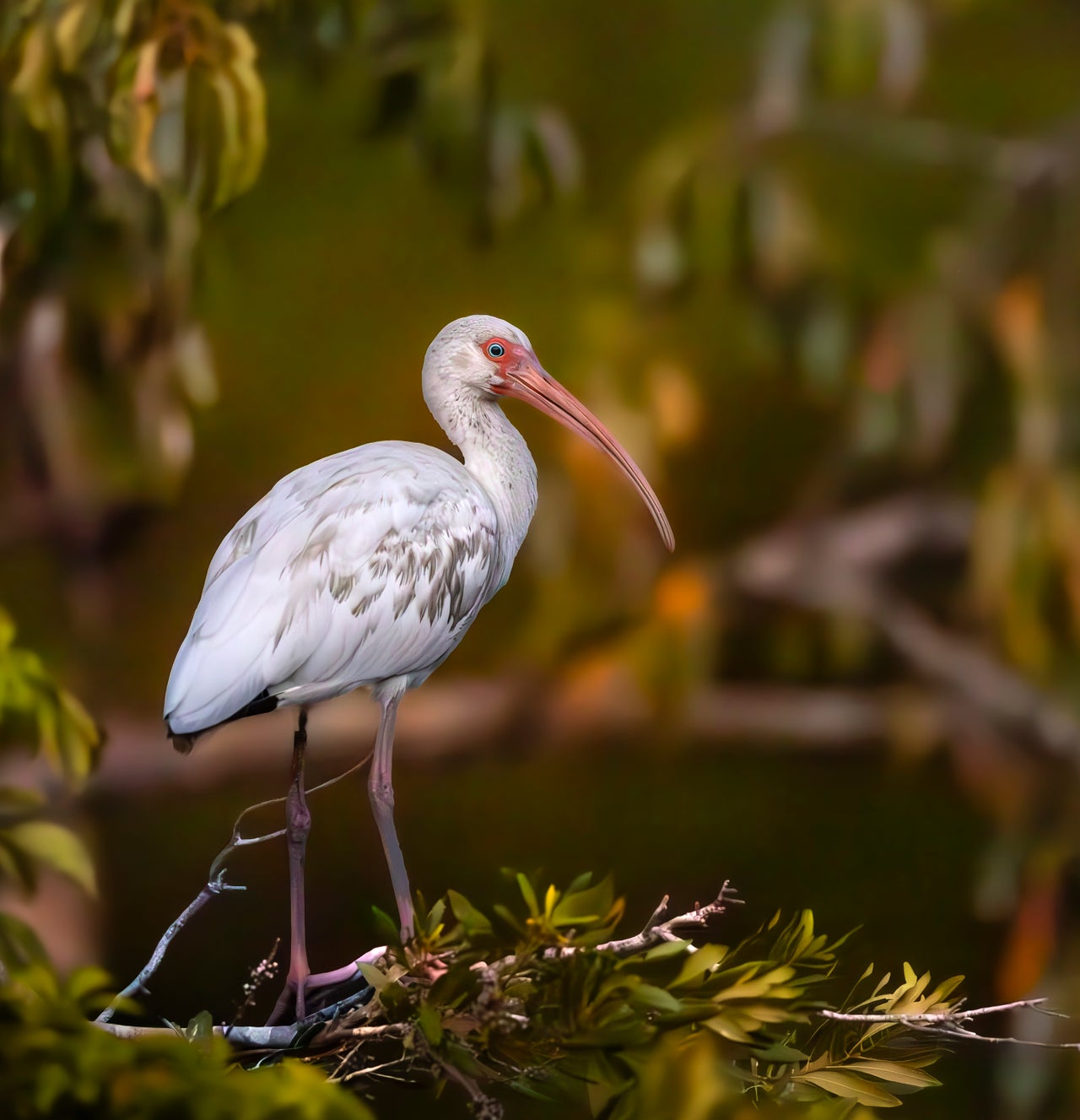 Shop All | Jacqueline Schletter Photography